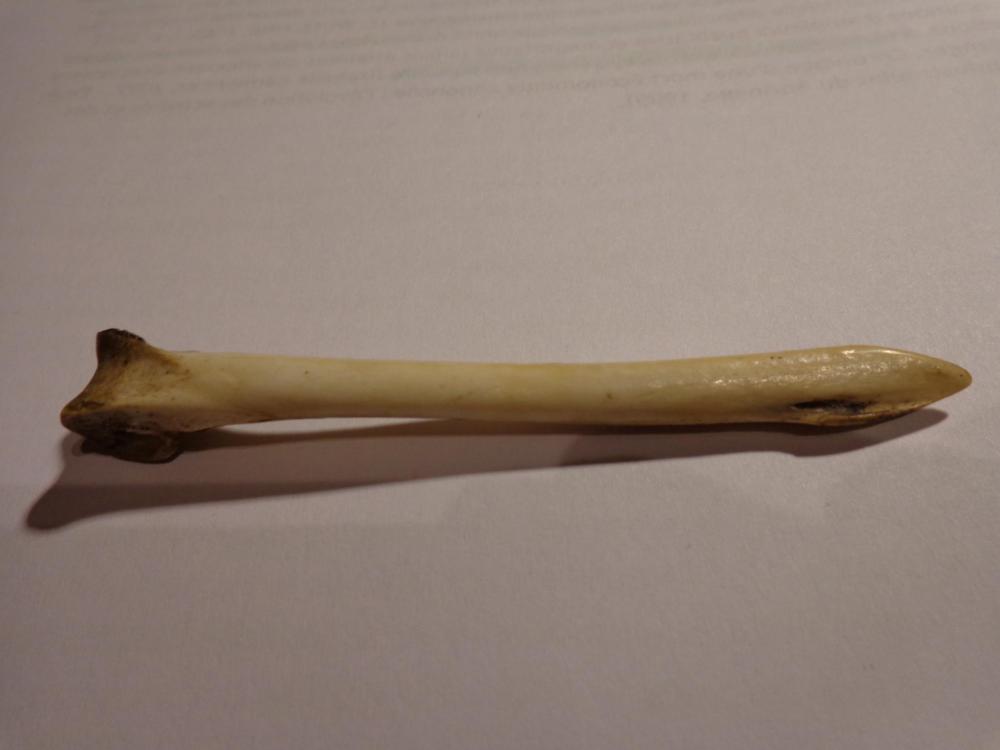 DSC02152.thumb.JPG.9bb62a63c8d2bfe699f007e07fb59993.JPG