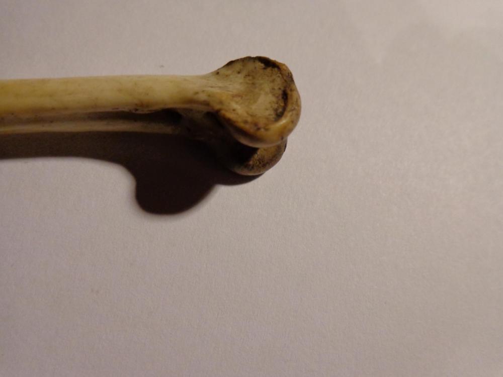 DSC02156.thumb.JPG.31560cdf067e0f97de8017628bdf4e84.JPG